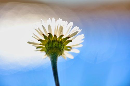 Madeliefje in de lentezon