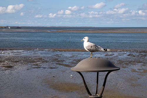 Möwe auf Beobachtungsposten bei Wittdün