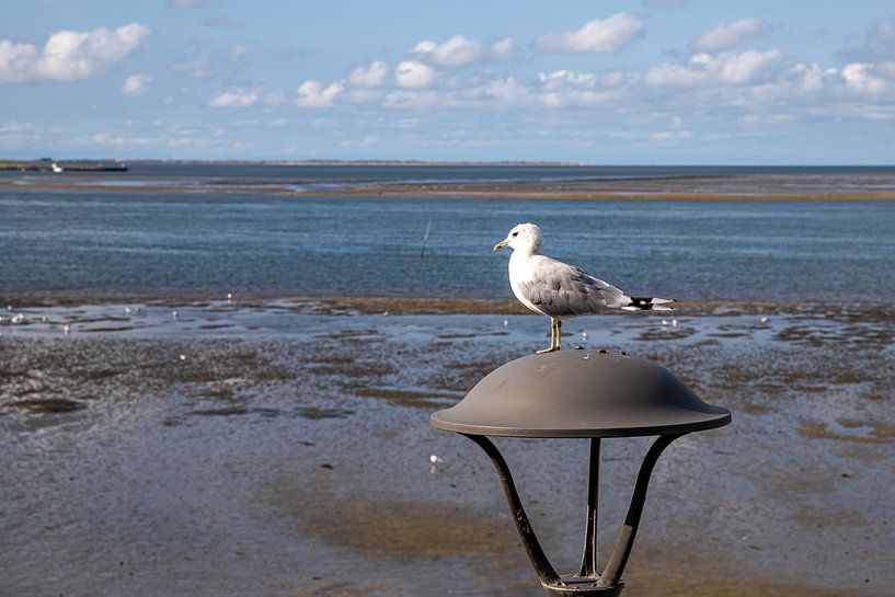 Seagull at observation post near Wittdün by Alexander Wolff