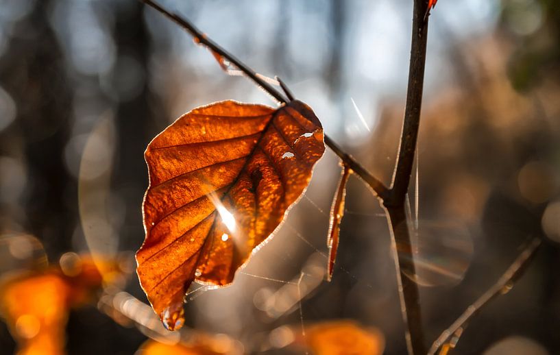 Leaf in the back light by Martina Weidner