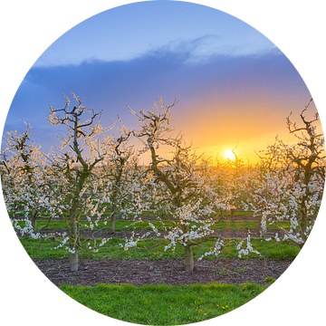 Bloeiende appelbomen aan de Nederrijn van Michael Valjak