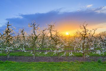 Bloeiende appelbomen aan de Nederrijn