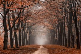 Red forest by Niels Barto