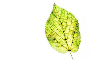 Buntes Herbstlaub auf weißem Hintergrund