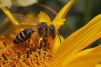 Bij op een Rudbeckia