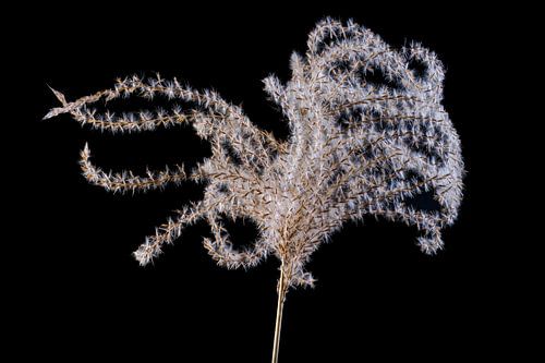 Abstracte macro van een pampagrasblad