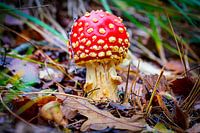 Agaric moucheté