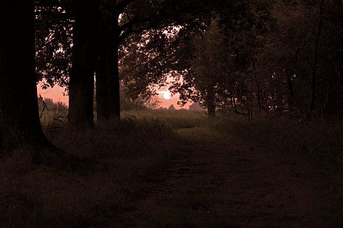 Zonsondergand op bospad.