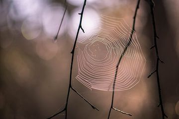spinnenweb in het bos van Tania Perneel