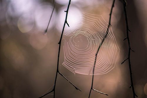 spider's web in the forest