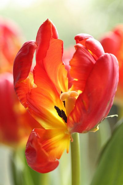 Rode tulp van LHJB Photography