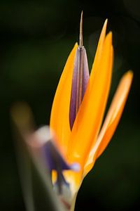 Oranje paarse bloem sur Jelte Bosma