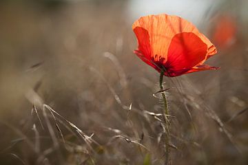 Mohn 5 von patrick verweire