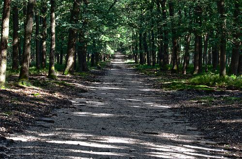 Bospad in het vroege najaar