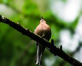 Staring at the sky by Larsphotografie thumbnail