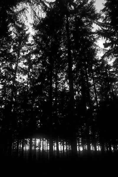 Gespensterwald von Ilse Photography