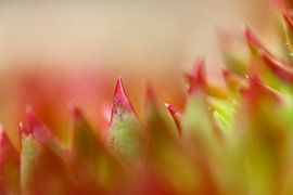 Sedum van PvdH Fotografie