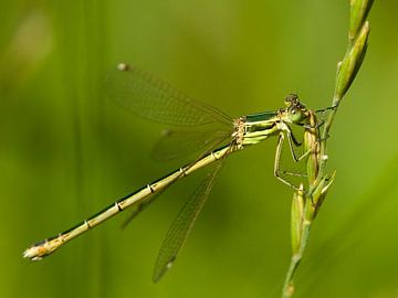 Wandering armoured damselfly by René Vos