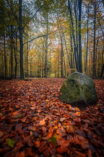 Laag perspectief van het bos