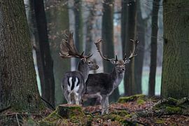 Wo der Wald still wird von Franziska Schwerte