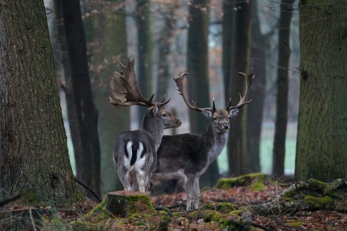 Where the forest grows quiet