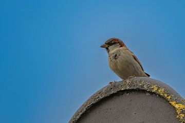 Sparrow by Jack Van de Vin