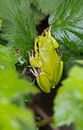 Tree frog von Menno Schaefer Miniaturansicht