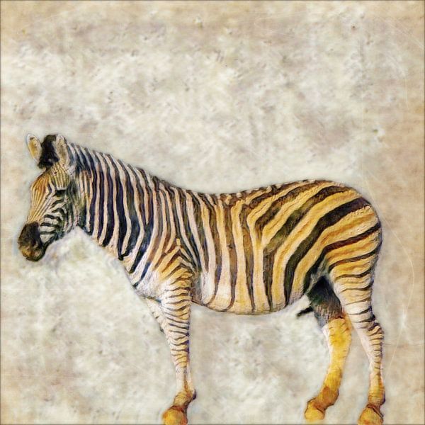 Burchells Zebra by Patricia Hofmeester