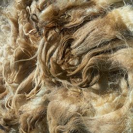 Fotografisch Tweeluik Schoonebeeker schapen vacht - lichtwezen - magisch realisme van Fred Roest