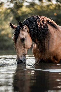 Paard Drinkend aan de Oever in Zacht Avondlicht van Femke Ketelaar