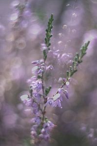 Lila Heather