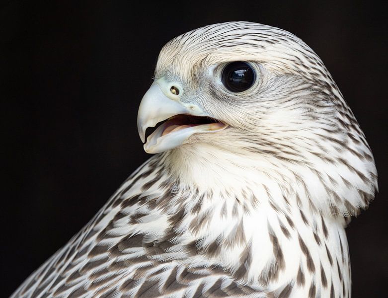 Falcon bird of prey by Joep Henkelman