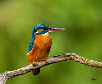 Ijsvogel op een Tak van Tomasz_best_shots