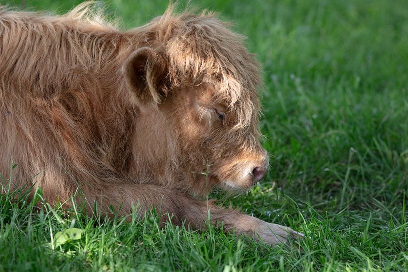 Junger schottischer Highlander-Bulle von Peter de Kievith Fotografie