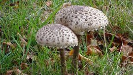 Herfst in Nederland von Margot van Dijk