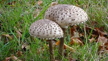 Herfst in Nederland van Margot van Dijk