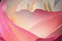 soft rose