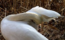 Zwaan von Picksz Pixel