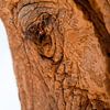 Gros plan d'une tête d'éléphant, rouge de la terre. sur Louis en Astrid Drent Fotografie