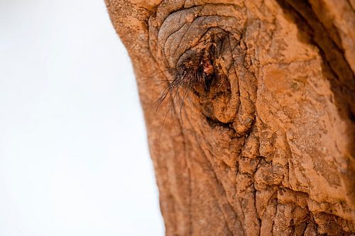 Close-up van een olifantenkop, rood van de aarde.