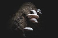 Porseleinzwammen in de herfst 2