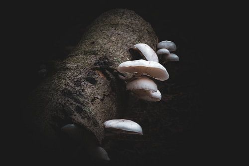 Champignons de porcelaine en automne 2 sur Kees Goethart