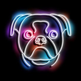 pug dog neon art sur izmo scribbles