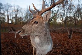 Portrait fallow deer