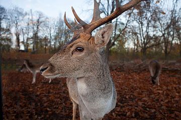 Porträt Damhirsch von t.ART