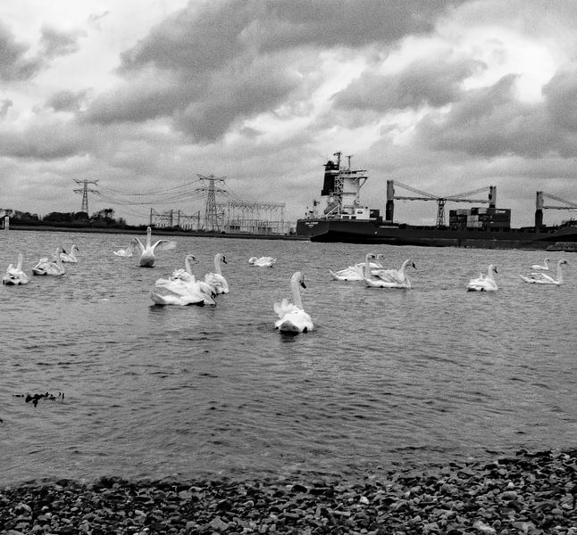 Zwanen Tellen  van Truckpowerr