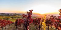 Weinberge bei Stuttgart im Herbst