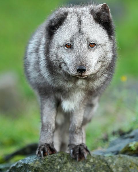 Polarfuchs sieht gut aus von Patrick van Bakkum