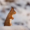 eekhoorn in de sneeuw van Miranda Bos thumbnail