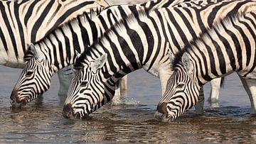 Zebras at the waterhole by Angelika Stern